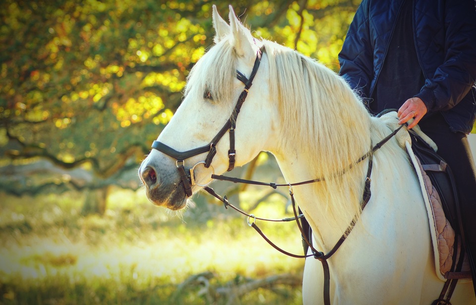 qui-represente-une-personne-a-cheval-en-cas-de-litige.jpg