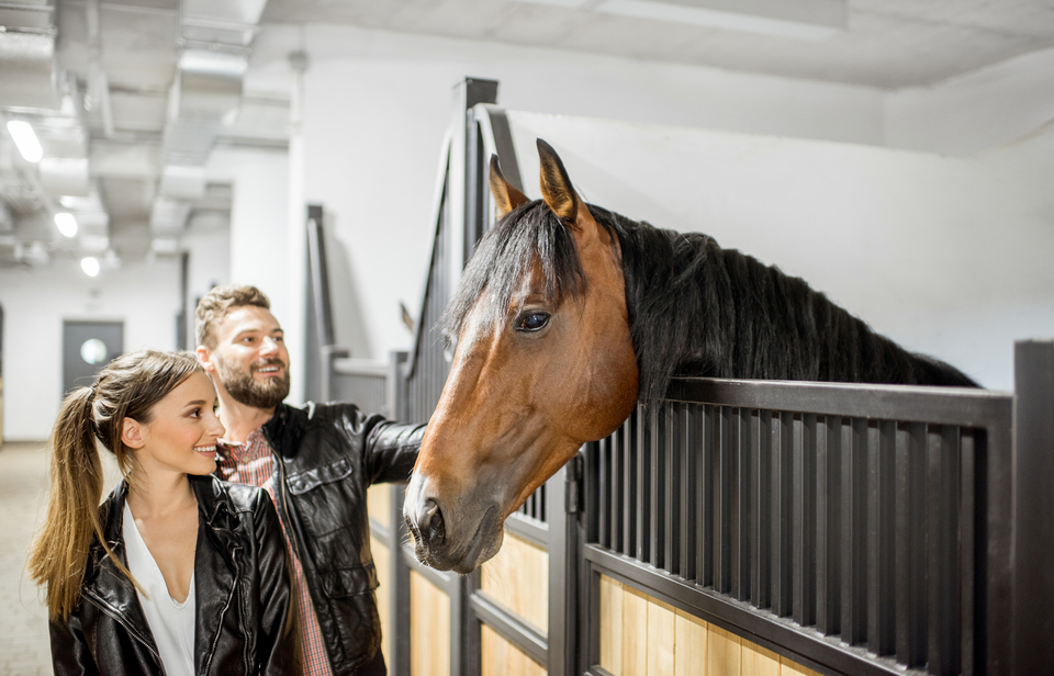 Don-d-un-cheval-precautions-juridiques-et-responsabilites.jpg